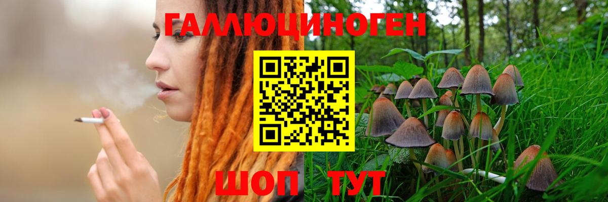 Псилоцибиновые грибы Cubensis Калининград